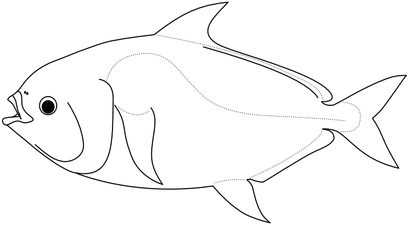 Ilustrace zástupce rodu Lampris