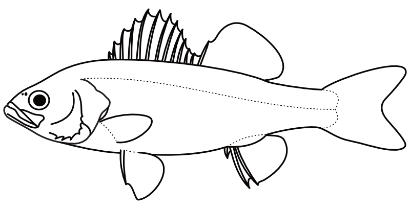 Ilustrace zástupce rodu Lateolabrax