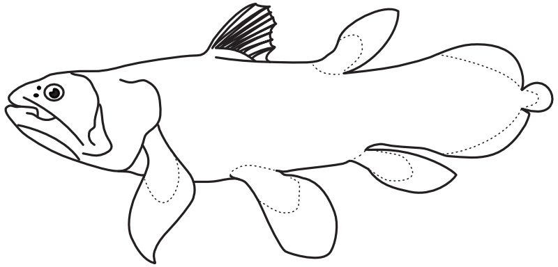 Ilustrace zástupce rodu Latimeria