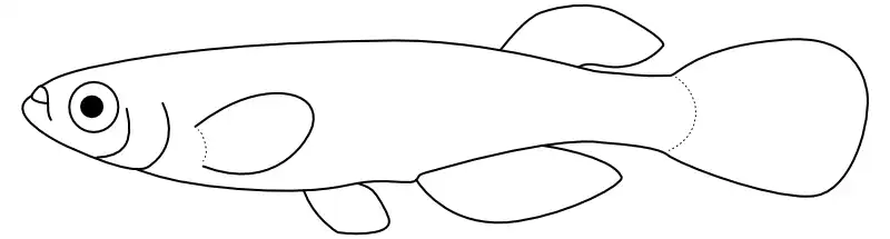 Ilustrace zástupce rodu 
