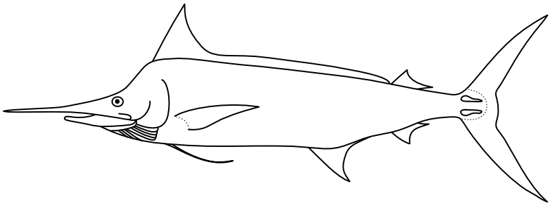 Ilustrace zástupce rodu Makaira