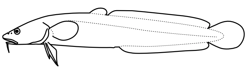 Ilustrace zástupce rodu Lota