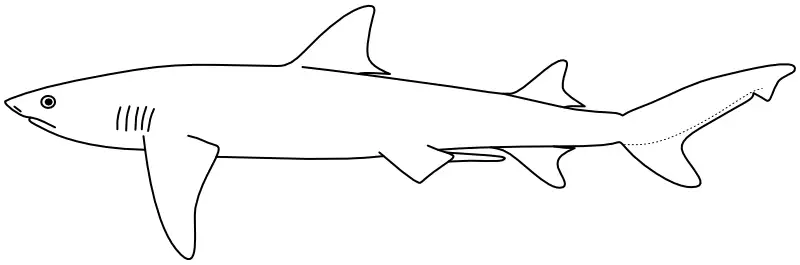 Ilustrace zástupce rodu Triaenodon