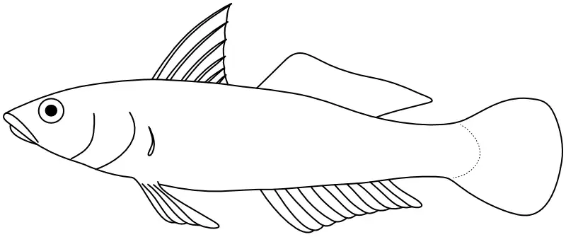 Ilustrace zástupce rodu Koumansetta