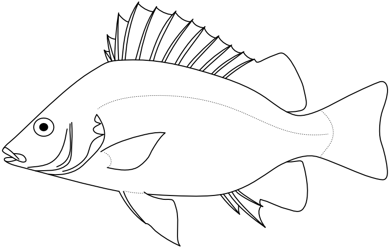 Ilustrace zástupce rodu Mesopristes