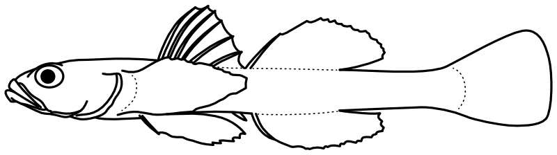 Ilustrace zástupce rodu Grallenia