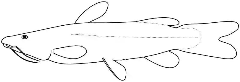 Ilustrace zástupce rodu Bathybagrus