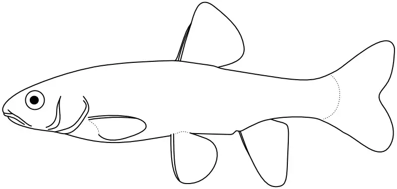 Ilustrace zástupce rodu Agosia