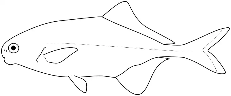 Ilustrace zástupce rodu Cyphomyrus