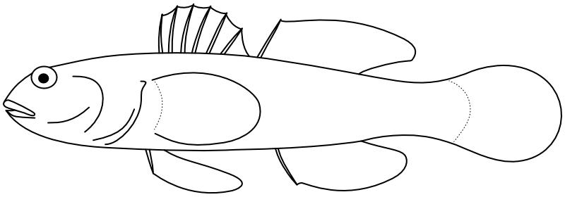 Ilustrace zástupce rodu Bathygobius