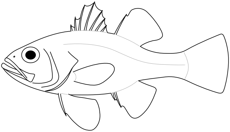 Ilustrace zástupce rodu Apogonichthyoides