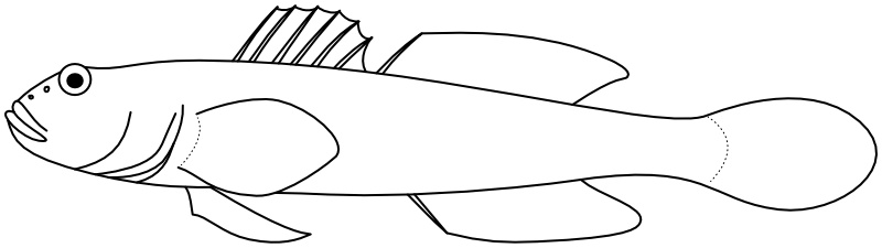 Ilustrace zástupce rodu Acentrogobius