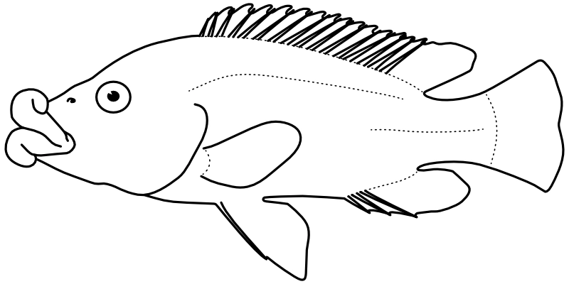 Ilustrace zástupce rodu Abactochromis