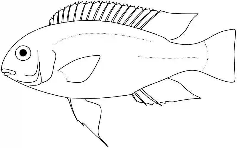 Ilustrace zástupce rodu Tropheops