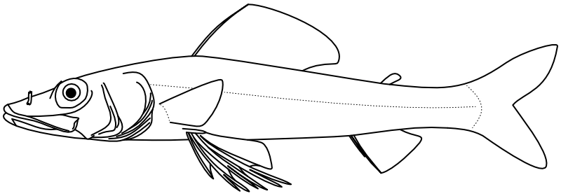 Ilustrace zástupce rodu Leptaulopus