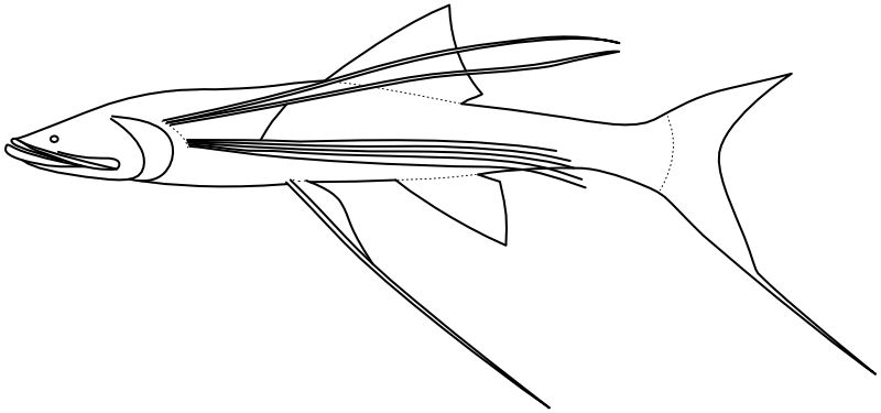 Ilustrace zástupce rodu Bathypterois