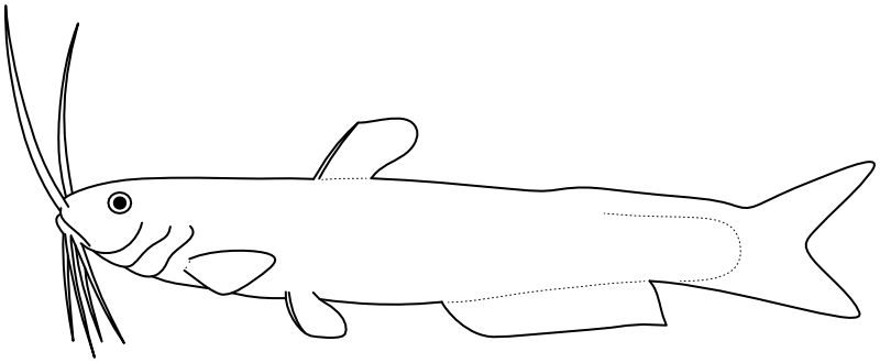 Ilustrace zástupce rodu Acentronichthys