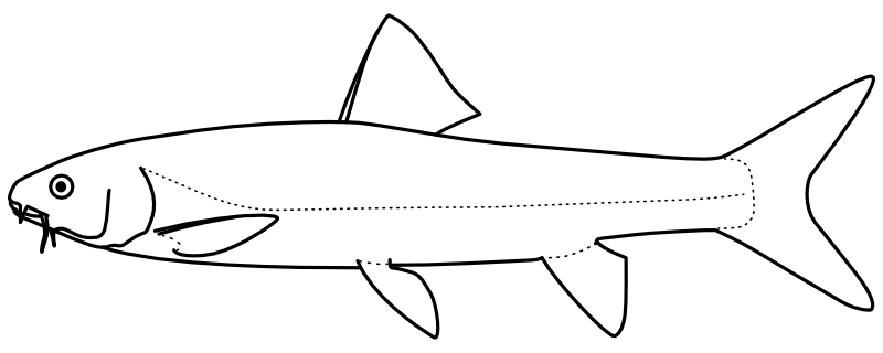 Ilustrace zástupce rodu Arabibarbus