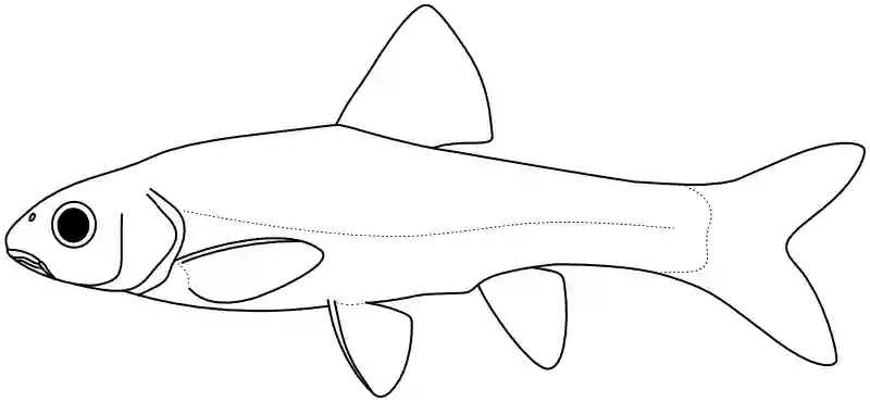 Ilustrace zástupce rodu Amatolacypris