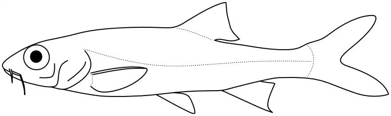 Ilustrace zástupce rodu Sedercypris Ilustrace zástupce rodu Sedercypris