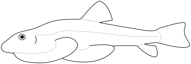 Ilustrace zástupce rodu Beaufortia