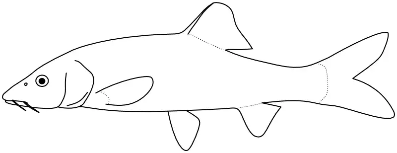Ilustrace zástupce rodu Cheilobarbus Ilustrace zástupce rodu Cheilobarbus