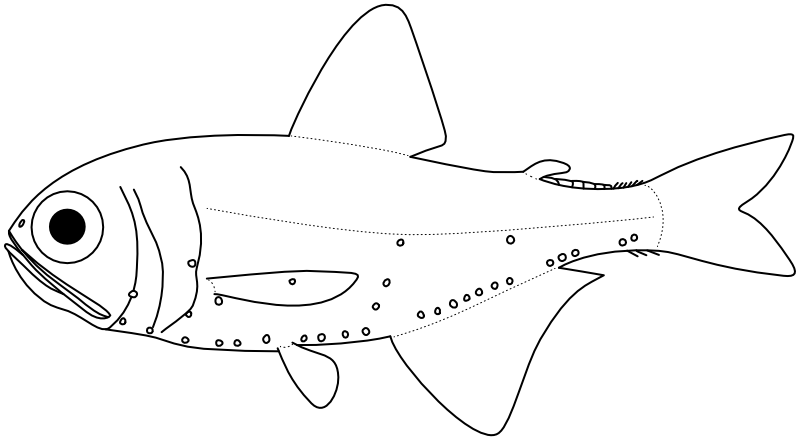 Ilustrace zástupce rodu Dasyscopelus
