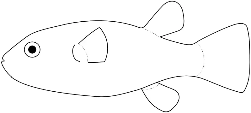 Ilustrace zástupce rodu Dichotomyctere