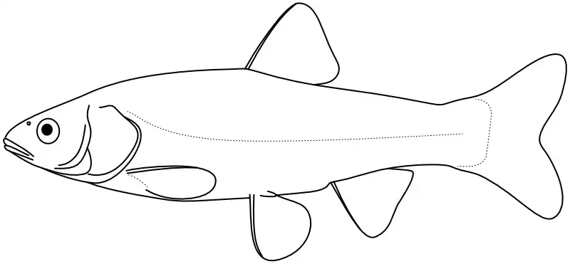 Ilustrace zástupce rodu Siphateles