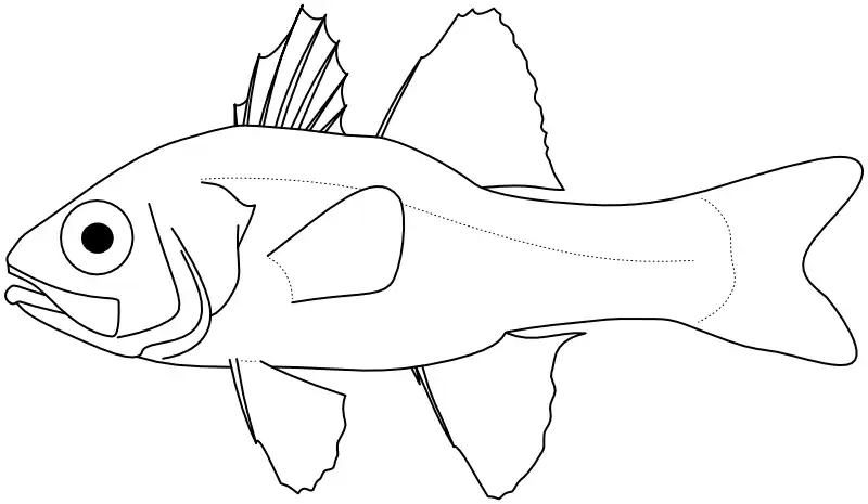 Ilustrace zástupce rodu Pristiapogon Ilustrace zástupce rodu Pristiapogon
