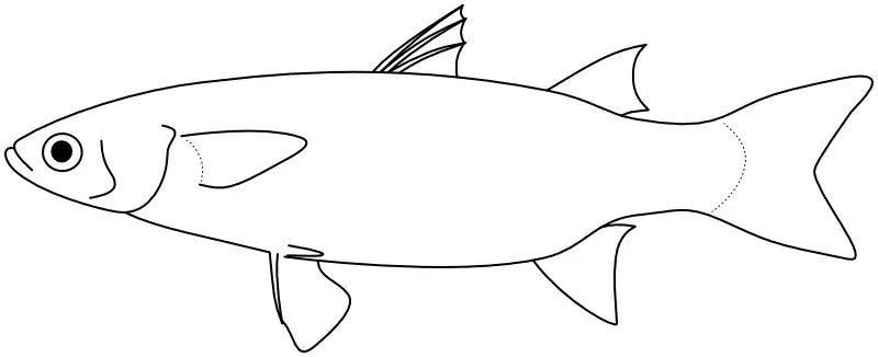 Ilustrace zástupce rodu 