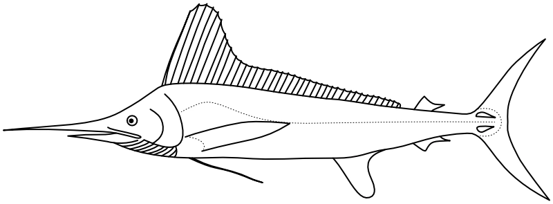 Ilustrace zástupce rodu Kajikia