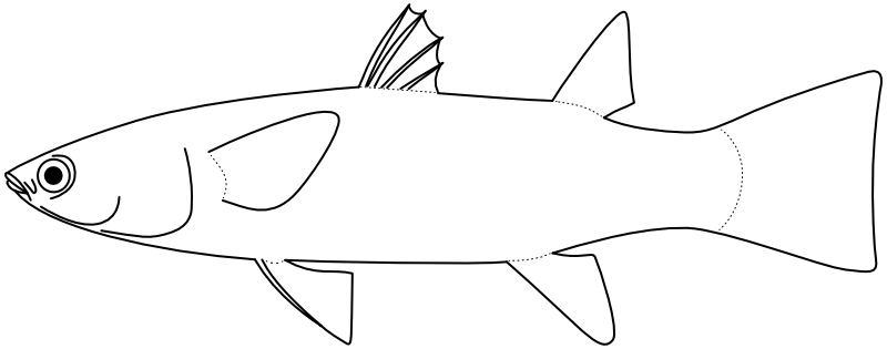 Ilustrace zástupce rodu Ellochelon