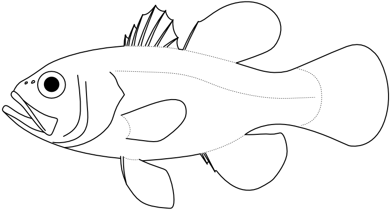 Ilustrace zástupce rodu Jaydia