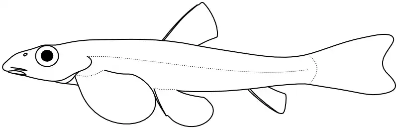 Ilustrace zástupce rodu Ilustrace zástupce rodu
