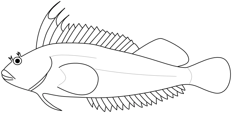 Ilustrace zástupce rodu Gobioclinus
