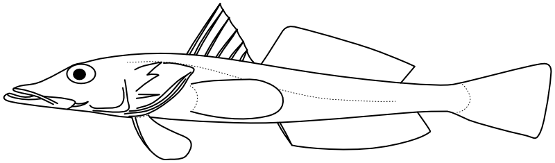 Ilustrace zástupce rodu Bembrops