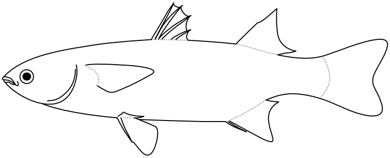 Ilustrace zástupce rodu Osteomugil