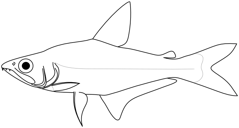 Ilustrace zástupce rodu Acestrocephalus