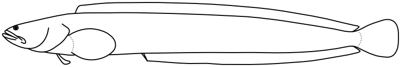 Ilustrace zástupce rodu Dinogunellus