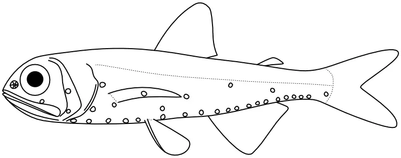 Ilustrace zástupce rodu Benthosema