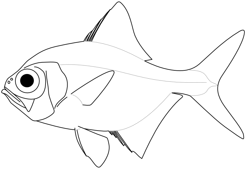 Ilustrace zástupce rodu Beryx