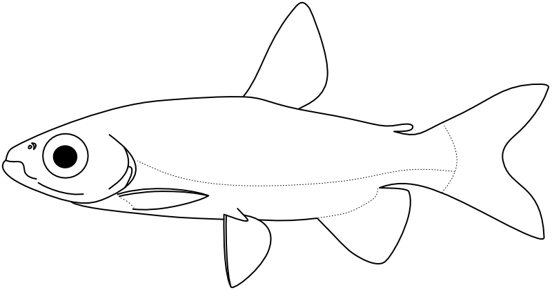 Ilustrace zástupce rodu Brachyalestes