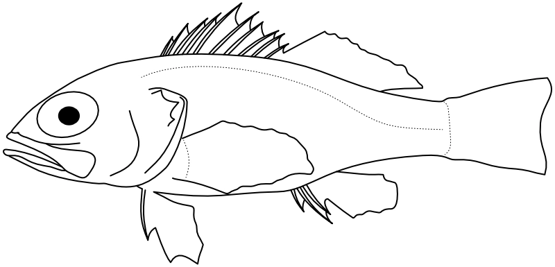 Ilustrace zástupce rodu Sayonara