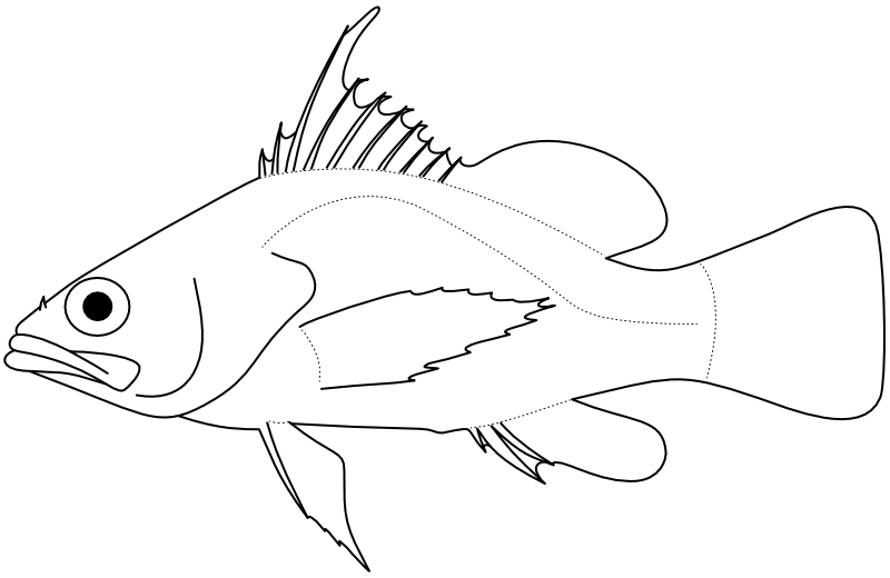 Ilustrace zástupce rodu Xenanthias