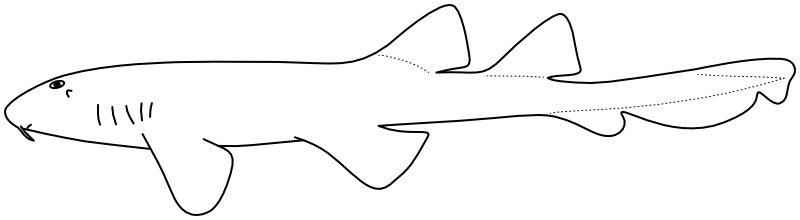 Ilustrace zástupce rodu Brachaelurus