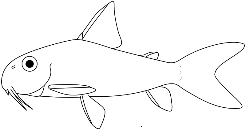 Ilustrace zástupce rodu Hoplisoma