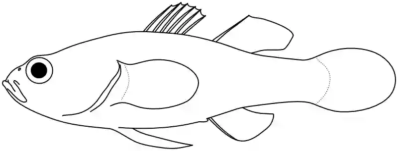 Ilustrace zástupce rodu Brachygobius