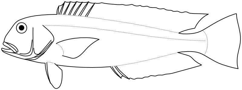 Ilustrace zástupce rodu Branchiostegus