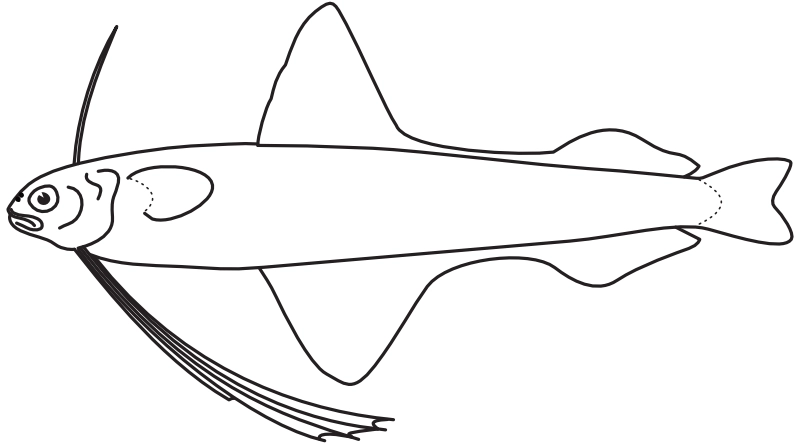 Ilustrace zástupce rodu Bregmaceros